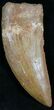 Carcharodontosaurus Tooth - Beautiful Tooth #27216-1